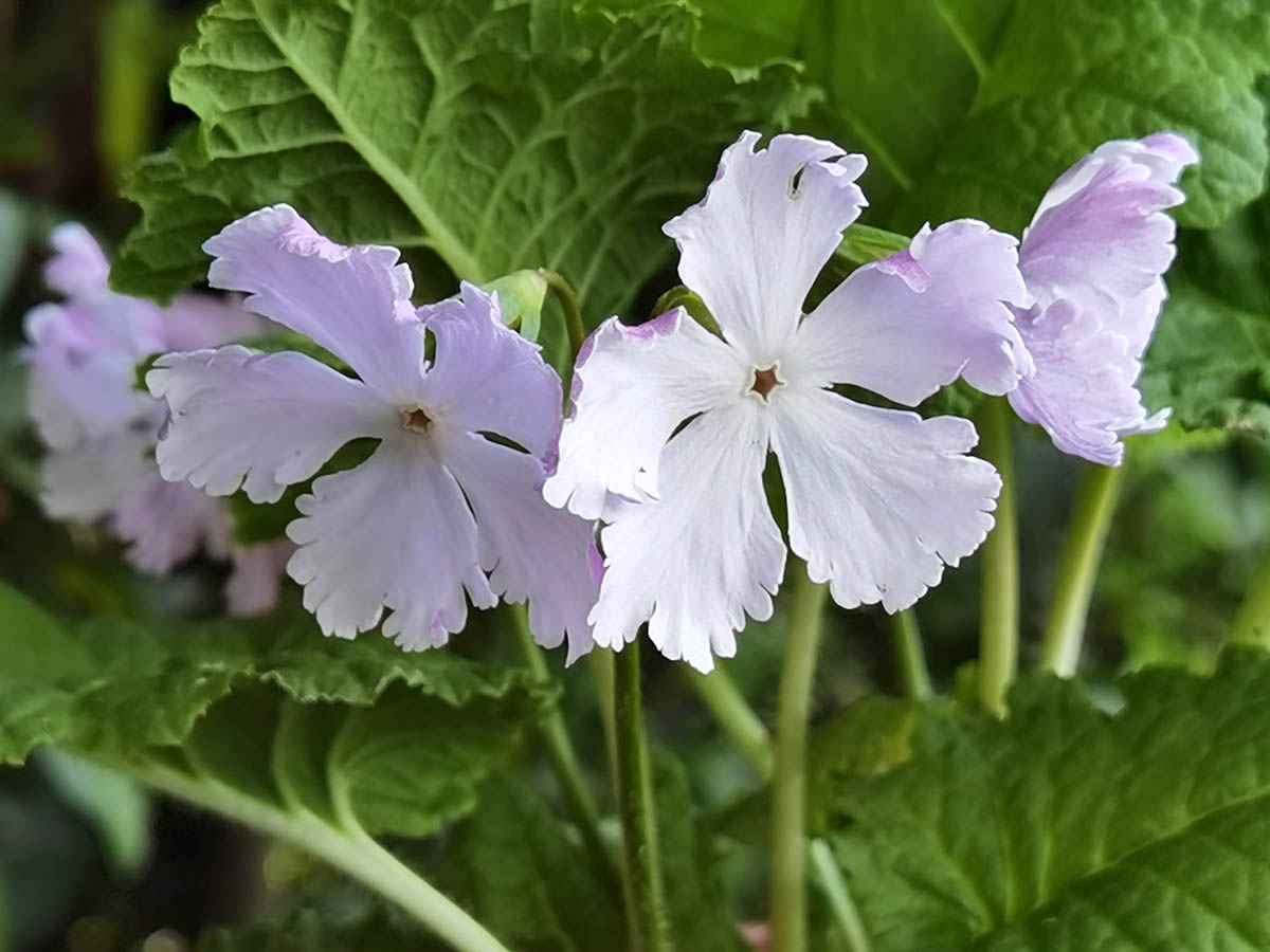 Primula sieboldii 'Westport' in bloom in a moist light undergrowth